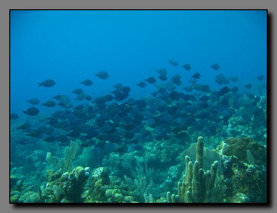 blue tang